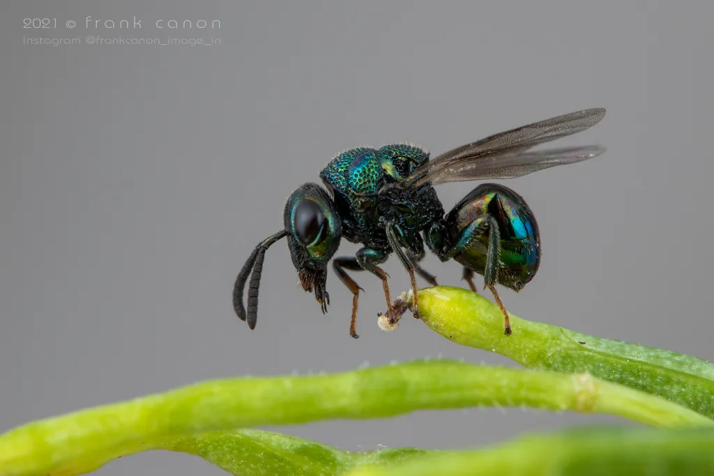 Perilampus nitens - photo 2