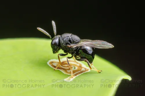 Perilampus prothoracicus - photo 2