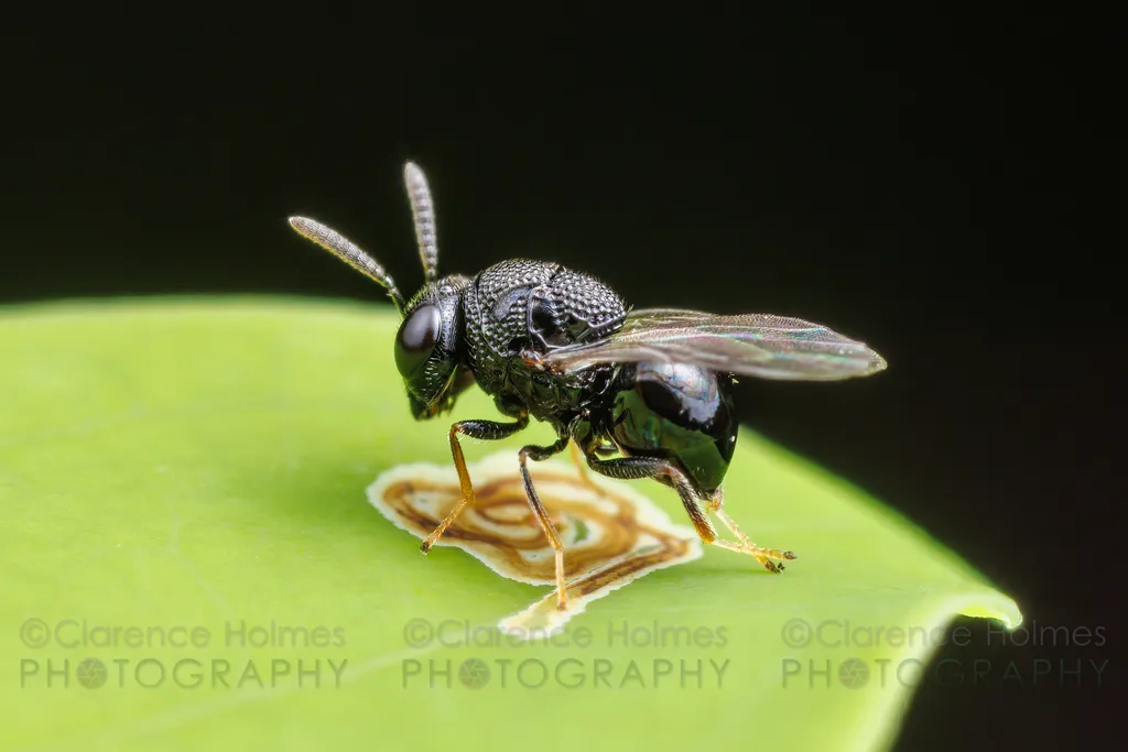 Perilampus prothoracicus - photo 3