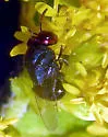 Perilampus regalis