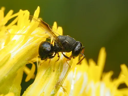Perilampus stygicus - photo 2