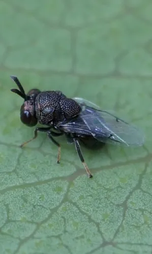 Perilampus tasmanicus