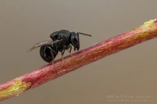 Perilampus tristis