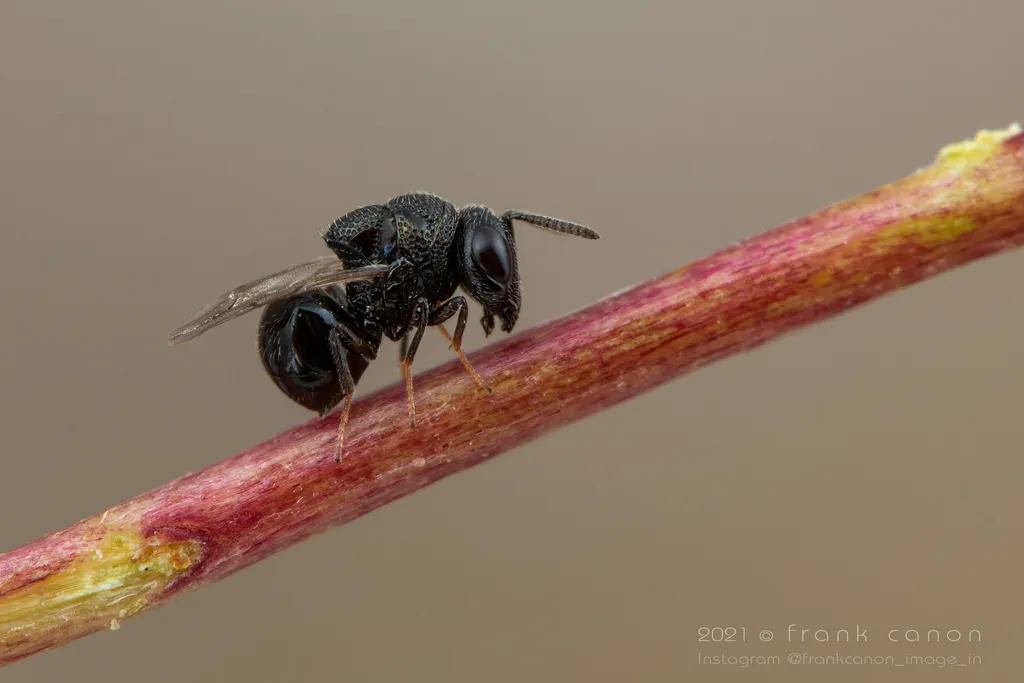 Perilampus tristis - photo 2
