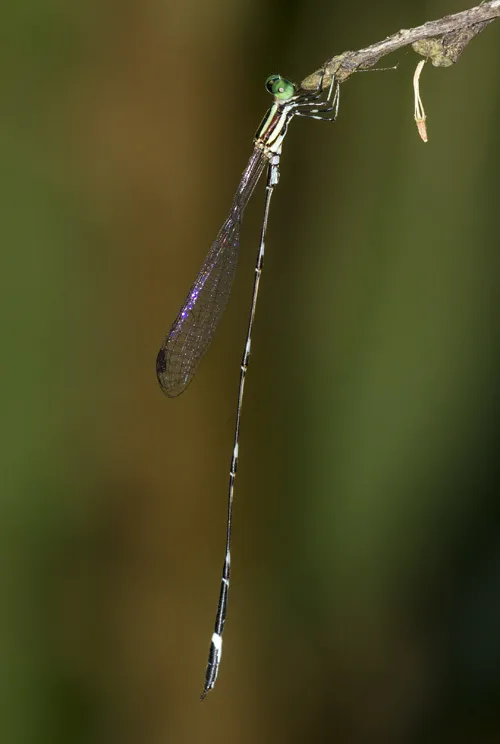 Shortwings and Twigtails - photo 3