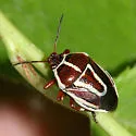 Perillus circumcinctus