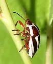 Perillus circumcinctus - photo 2