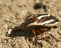 Perillus circumcinctus - photo 4