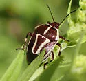 Perillus circumcinctus - photo 5
