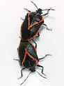 Perillus confluens - photo 2