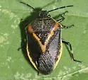 Perillus confluens - photo 3