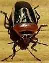 Perillus exaptus