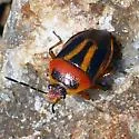 Perillus exaptus - photo 3