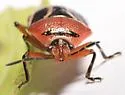 Perillus exaptus - photo 4
