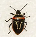 Perillus exaptus - photo 5
