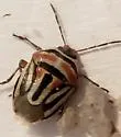 Perillus lunatus
