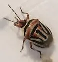 Perillus lunatus - photo 2