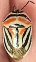Perillus lunatus - photo 4