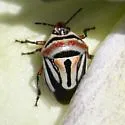 Perillus lunatus - photo 5