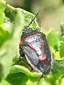 Perillus splendidus - Perillus splendidus