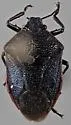 Perillus splendidus - photo 2