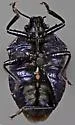 Perillus splendidus - photo 3