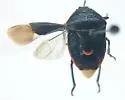 Perillus splendidus - photo 4