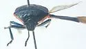 Perillus splendidus - photo 5