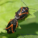 Perillus strigipes