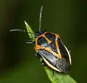 Perillus strigipes - photo 2
