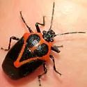 Perillus strigipes - photo 3
