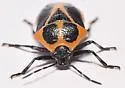 Perillus strigipes - photo 4