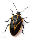 Perillus strigipes - photo 5