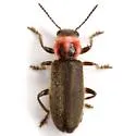 Perilypus ornaticollis - photo 2