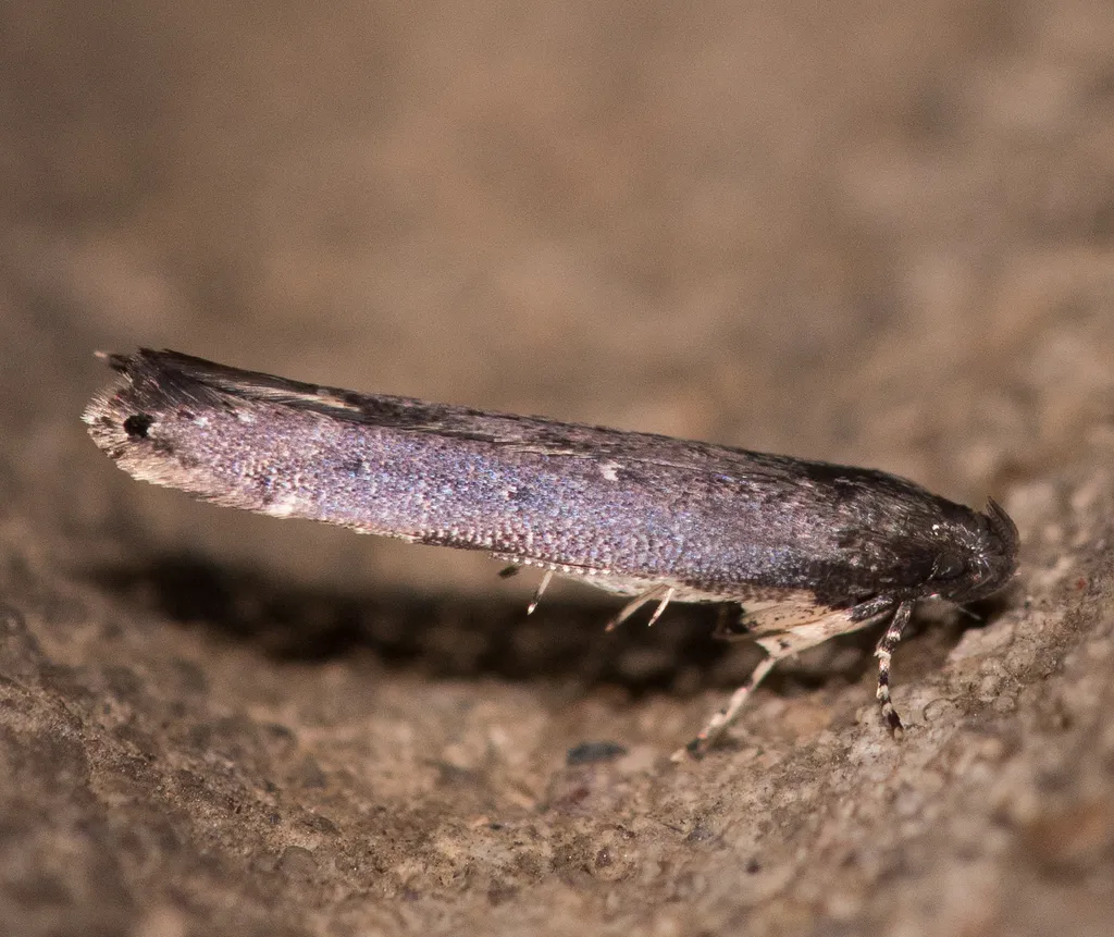 Gray Perimede Moth - photo 2