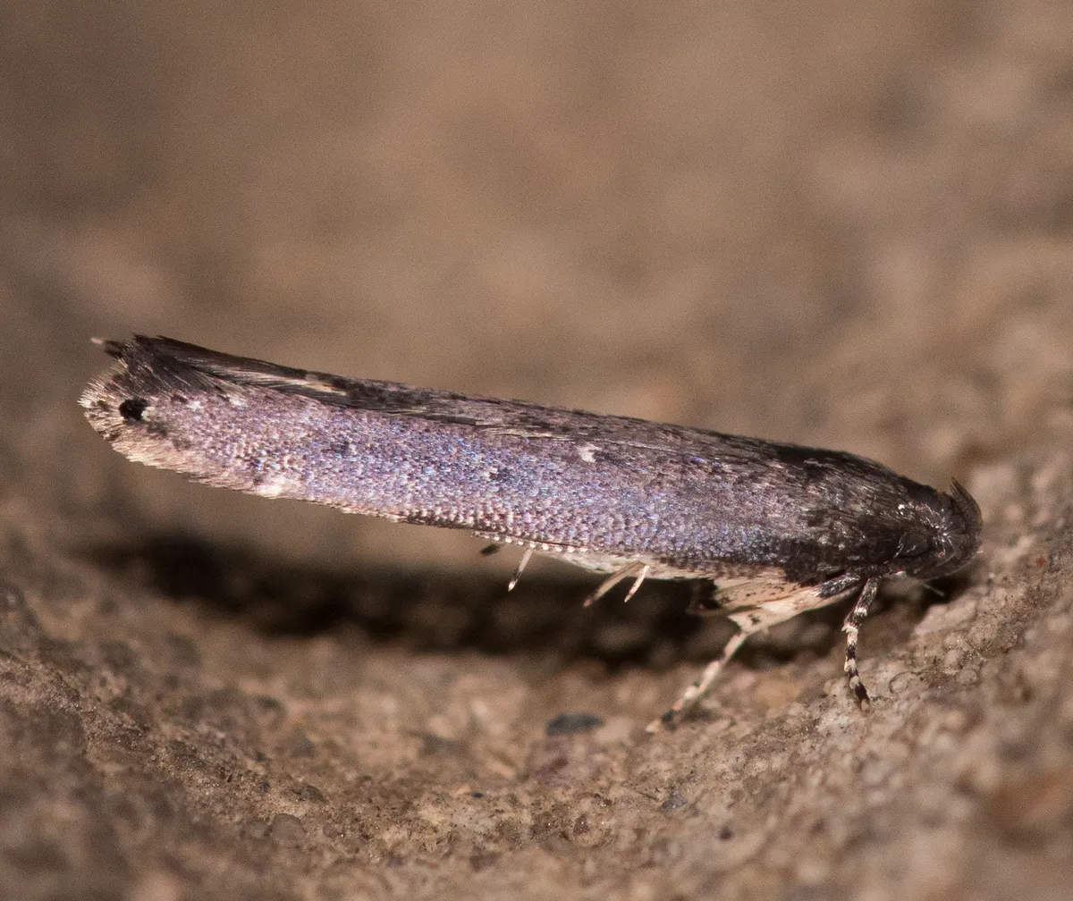 Gray Perimede Moth - photo 3