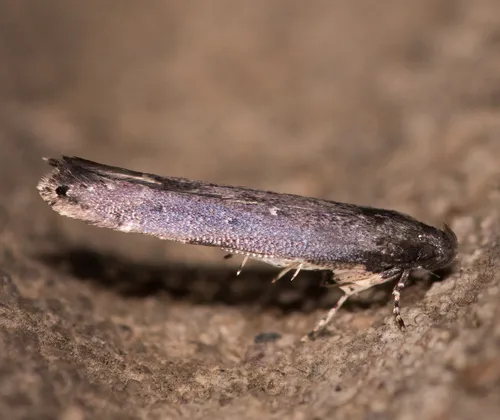 Gray Perimede Moth - photo 4