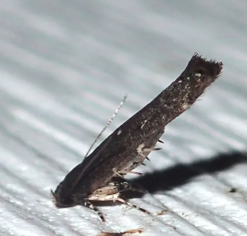 Gray Perimede Moth - photo 5