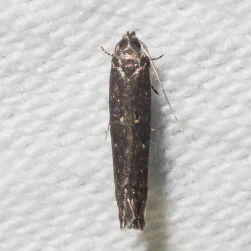 Gray Perimede Moth - photo 6