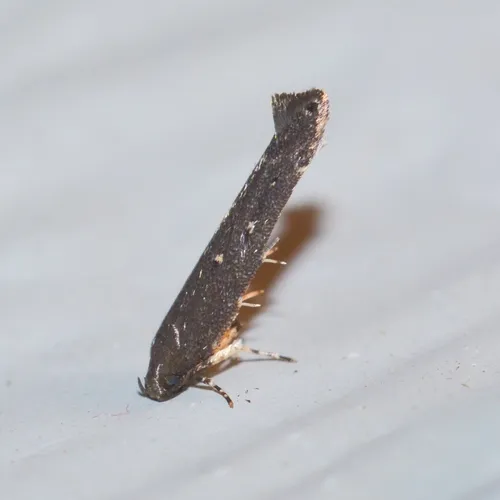 Gray Perimede Moth - photo 7