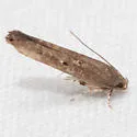 Perimede falcata - Hodges#1632