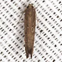 Perimede falcata - Hodges#1632 - photo 4
