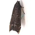 Perimede ricina - Hodges#1631