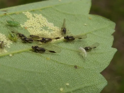 Periphyllus acericola