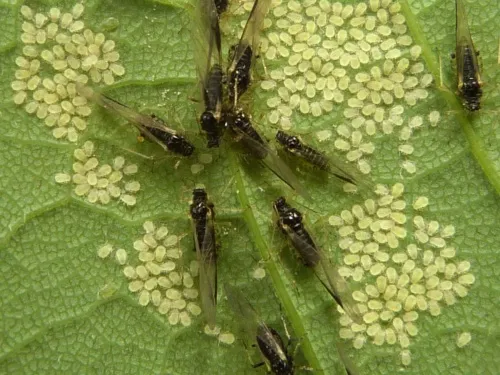 Periphyllus acericola - photo 2