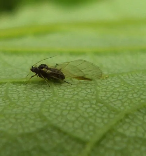 Periphyllus acericola - photo 3
