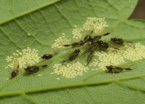 Periphyllus acericola - photo 4