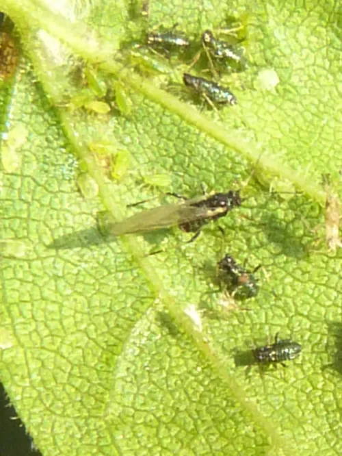 Periphyllus aceris
