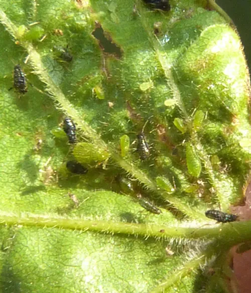 Periphyllus aceris - photo 2