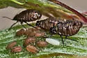 Californian Maple Aphid